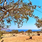 Amοopi فيلة