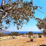 Amοopi فيلة أموبي