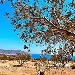 Amοopi فيلة أموبي