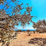 Amοopi أموبي