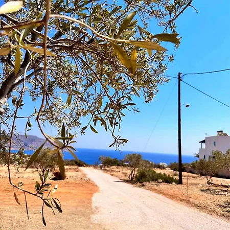 Amοopi *