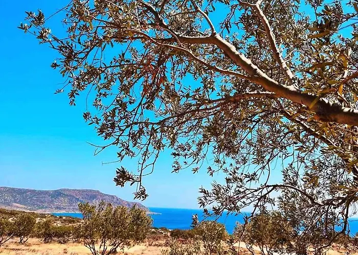 Amοopi فيلة أموبي